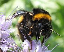 I BOMBI Altri insetti utili in agricoltura sono i pronubi che hanno la funzione indiretta di favorire l impollinazione delle specie coltivate essendo il loro scopo principale quello di cercare