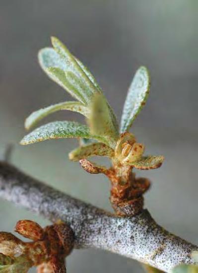 OLIVELLO SPINOSO fee Specie pioniere fissatrice dell azoto (Betulla, Ontano nero) Cresce su suoli ricchi di