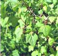 RIBES NERO fee Mentale: Difesa e combattimento Biologico-metabolico: Rid.