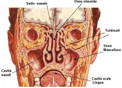 Ciclo nasale Variazione ciclica della congestione e decongestione nasale con alternanza per ciascun lato del naso ogni 2 ore circa.