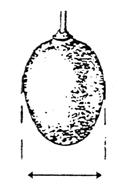 inferiore (N5). Le nervature N2, N3, N4 e N5 sono state misurate sui due lati della foglia (Fig. 3 e Fig. 4).