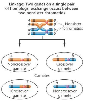 Il crossing-over produce gameti ricombinanti La