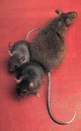 Female mice were selectively bred from Institute for Cancer Research stock for differences in rate of body weight gain.