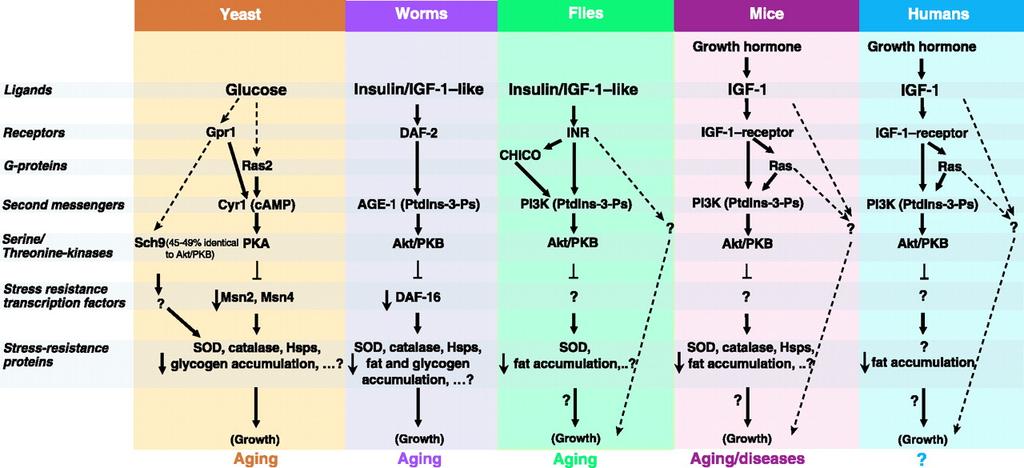 Ruolo del signaling