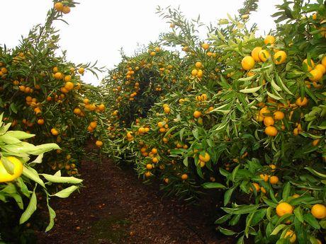 agrumi, fragole, pesche,...), ortaggi e barbabietola da zucchero.