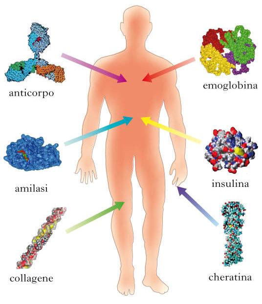 Le sieroproteine: caratteristiche chimico-fisiche Le sieroproteine sono costituite da una mescolanza di specie molecolari diverse per natura chimica, origine e funzioni.