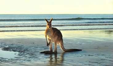 KANGAROO ISLAND - 1 notte MINI TOUR BEST OF KANGAROO ISLAND IN 4X4 2 GIORNI/1NOTTE - Aurora ozone - Come da programma Kangaroo Island - Il paradiso degli animali.