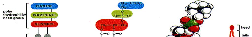Principali lipidi di membrana: fosfolipidi,
