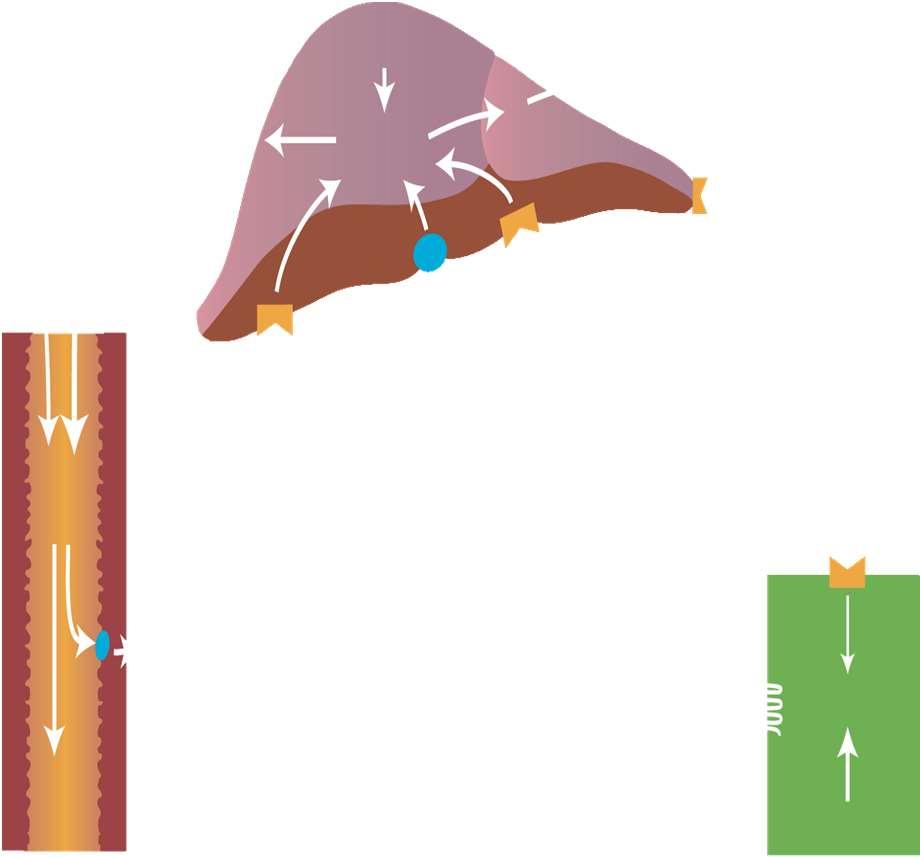 LDL (Low Density Lipoproteins) Si originano dalle VLDL (la maggior parte delle VLDL è trasformata in LDL prima di essere assunta dal fegato).