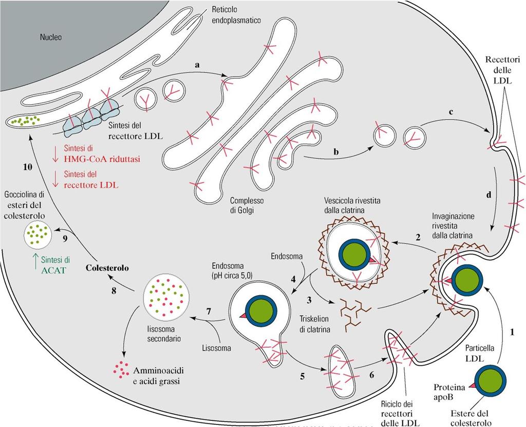 Il colesterolo della dieta induce la riduzione dei livelli di HMG-CoA reduttasi e del recettore delle LDL e aumenta quelli dell