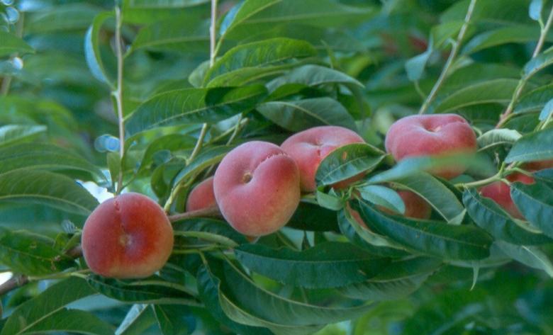 FATTORI AGRONOMICI E SUSCETTIBILITA ALLE GELATE Influenza del carico di frutti F.