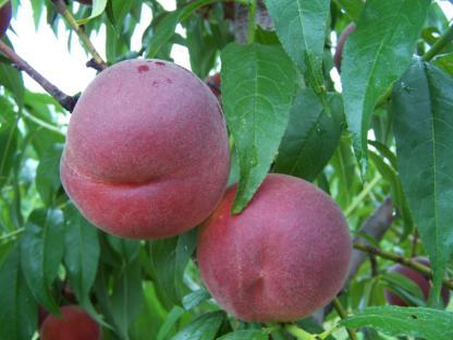 Ritmo di crescita dei frutti durante la maturazione