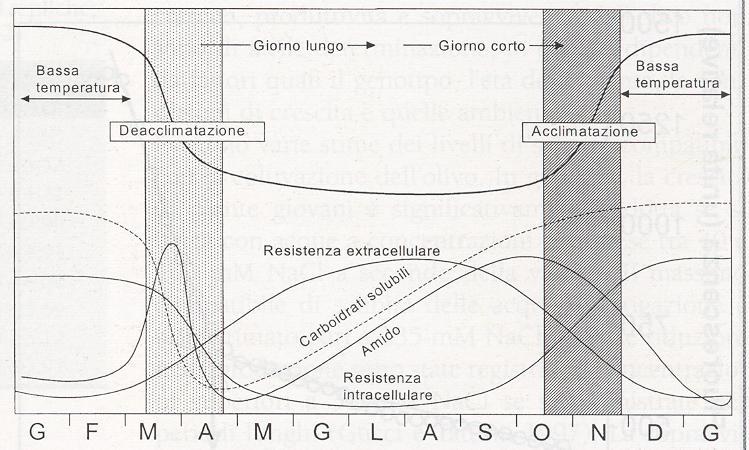 GELATE: Acclimatazione/Deacclimazione al freddo