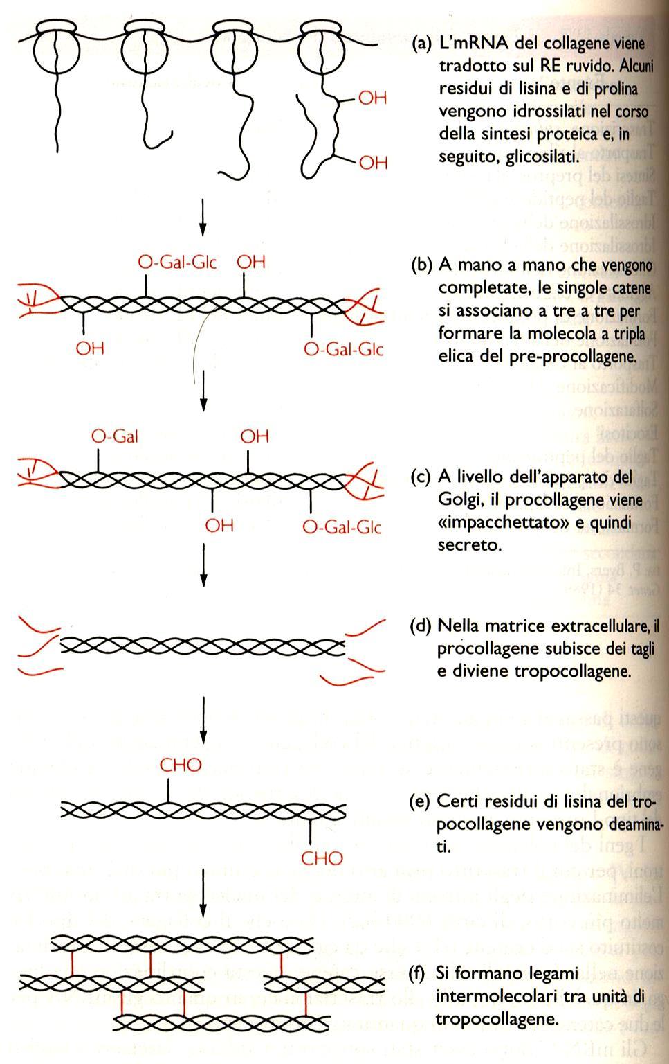 Glicina permette accostamento catene α e ripiegamento, idrossiprolina tiene