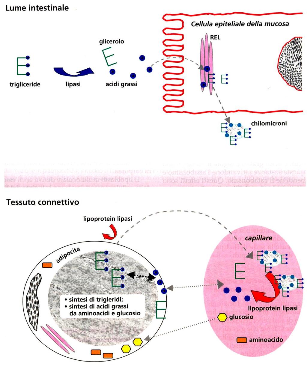 -lipogenesi (accumula lipidi) e lipolisi (cede lipidi) -lipidi esogeni (alimentari) -lipidi endogeni (sintesi epatica) norepinefrina epinefrina (surrenali) adenilato ciclasi camp interstizio