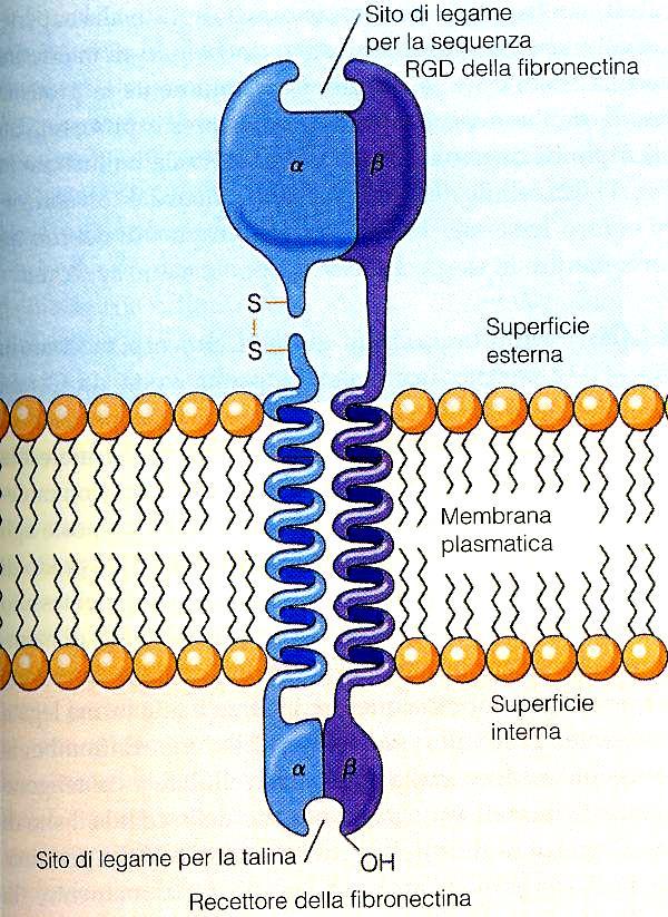 -glicoproteine adesive Entactina rafforza il legame laminina-fasci di collagene