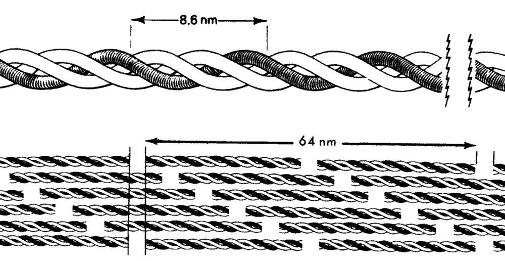 il collagene è formato dall associazione di subunità di tropocollagene Le triple catene peptidiche del tropocollagene si