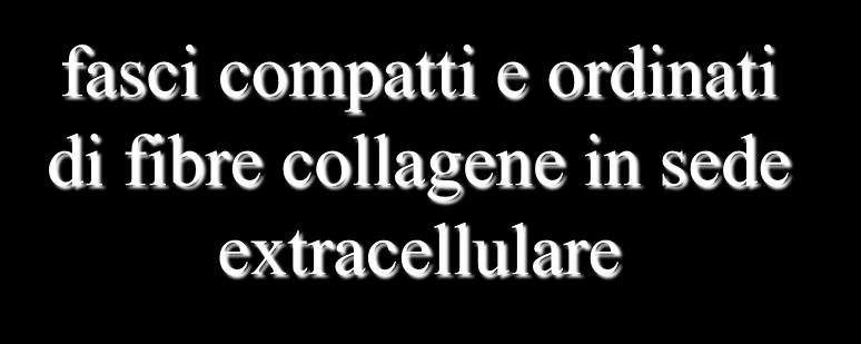 fasci compatti e ordinati di fibre