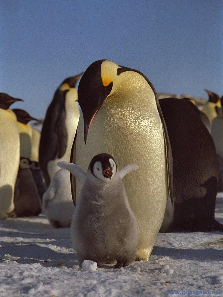 Linux Il pinguino si
