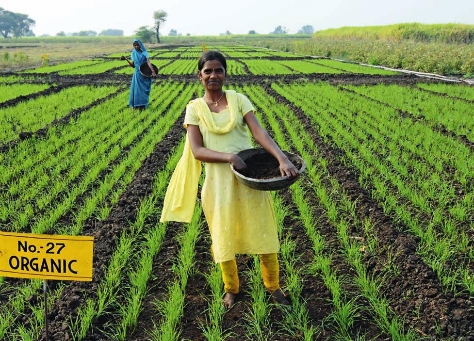 In quest ottica, nel 1991 fu fondata l azienda di produzione di cotone biore India e nel