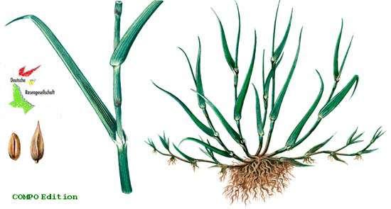Agrostis stolonifera. E una specie ad accrescimento stolonifero, che produce un tappeto erboso fitto, uniforme molto fine.