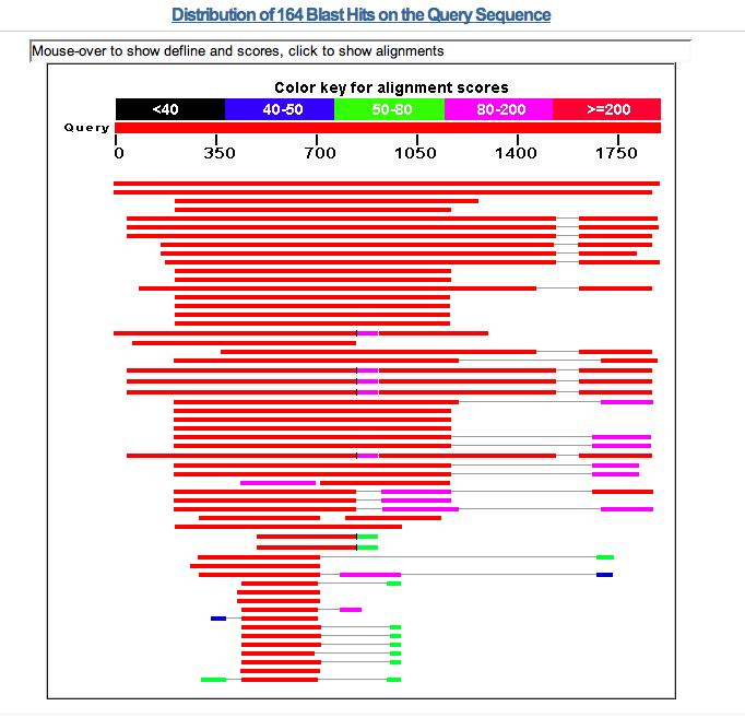 Una volta definiti i parametri, cliccando prima su BLAST si ottiene il risultato della ricerca: BLAST fornisce in output la distribuzione dei matches trovati, assegnando a colori diversi i diversi