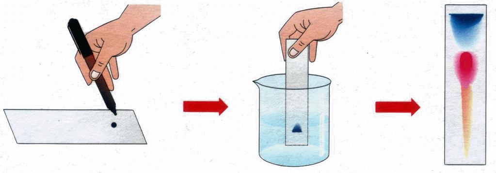 La cromatografia E una tecnica che permette di separare i componenti di una miscela omogenea