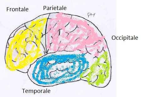 E importante che i neuroni siano isolati da ioni che attiverebbero in modo anomalo gli impulsi.