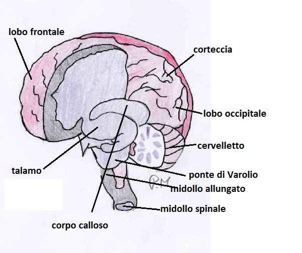 Le membrane che avvolgono il cervello sono: Dura madre, Aracnoide, Pia madre.