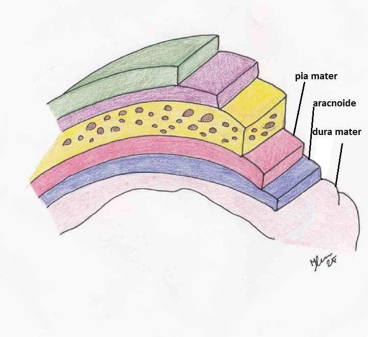 Due grandi fessure (solco di Rolando verticale e di Silvio orizzontale) dividono ogni emisfero in 4 lobi: frontale (motorio); parietale (sensitivo), si vedano gli