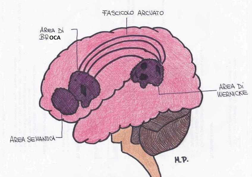 Centri del linguaggio Nella superficie laterale dell emisfero sinistro vi sono l area di Broca (lobo frontale anteriore) e l area di Wernicke (tra lobo temporale posteriore e lobo parietale) Una