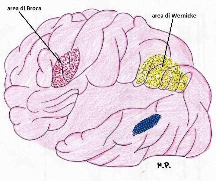 comprensione) Nella corteccia frontale esiste anche un area semantica, implicata nel significato delle parole L emisfero sinistro è dominante per il linguaggio, però l emisfero destro è responsabile