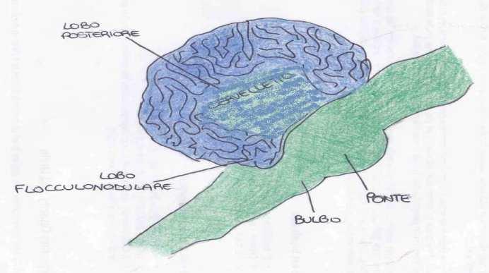 e vanno a controllare i movimenti fini (dita) delle parti distali; una parte non incrocia e controlla i movimenti flessorio e rotazione del tronco.