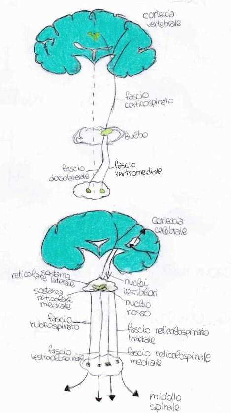 sono l ipotalamo e la sostanza reticolare del tronco Nell ipotalamo il nucleo sopra chiasmatico funziona da orologio biologico (una sua lesione causa la perdita del ciclo sonno-veglia) La