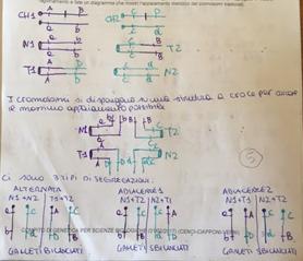 ESERCZIO 2. (5 PUNTI). 4) Una coppia di cromosomi omologhi porta i geni A e B ed un altra coppia i geni C e D. Avviene una traslocazione con punti di rottura tra A e B e tra C e D.