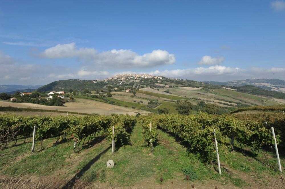 Molise Anche perché al gusto sfoggiava dei tannini uniformi e ricchi, ben fatti, maturi, perfetti per abbinamenti con piatti