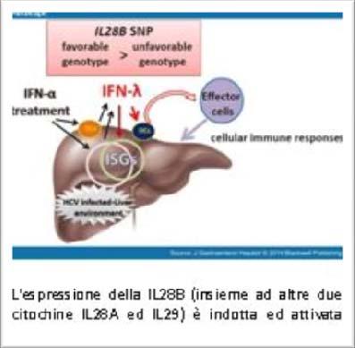 Da 30 anni sempre con Voi! Interleuchina 28B Circa 170 milioni di persone nel mondo sono affette da HCV e sottoposte, attualmente, alla terapia standard con peginterferone e ribavirina (PEG IFN/RBV).