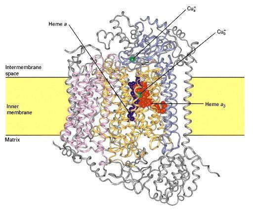 Citocromi contenenti Rame Oltre agli atomi di Ferro, i citocromi a e a 3 contengono anche un singolo atomo di Rame legato al gruppo eme del citocromo, dove si associa a un atomo di Ferro formando un