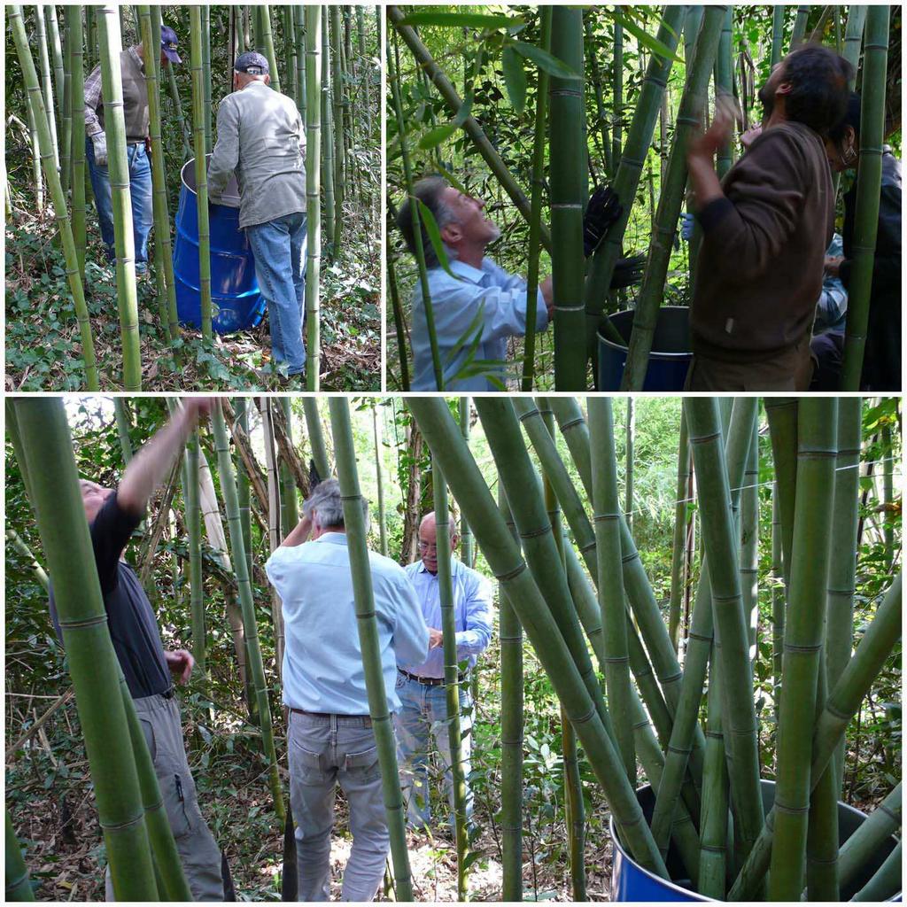 IMPIEGO DEL BAMBU' La scelta dell'impiego del bambù all'interno del progetto è legata a diversi fattori.