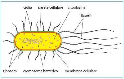 La Placa, Principi di Microbiologia Medica, 11 ediz.