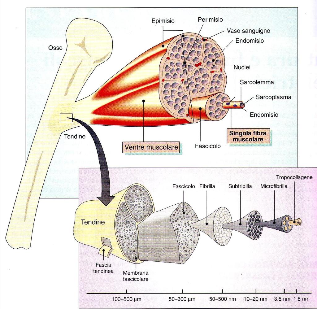 La possibilità dell essere umano di compiere movimenti dipende dal fenomeno della