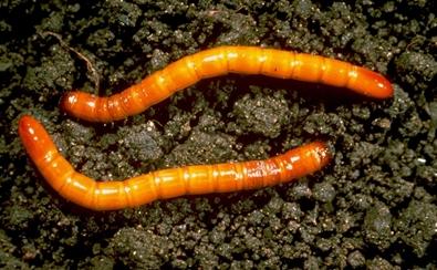 Le larve (note comunemente come ferretti) sono subcilindriche a tegumento sclerificato e lucido, con segmenti molto