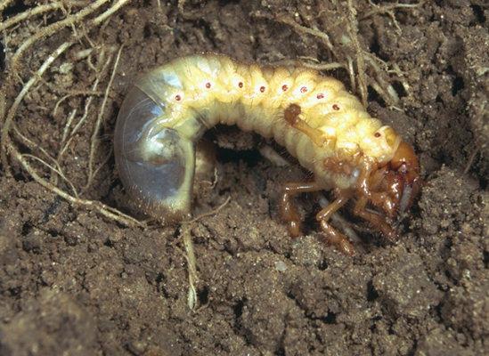 Le larve oligopode dal grosso capo sclerificato e dalla forma