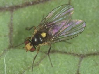 Le femmine depongono con un ovipositore di