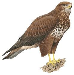 Poiana comune (Buteo buteo