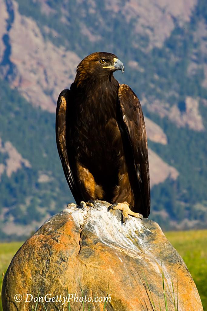 Habitat: montagne e vaste foreste. Alimentazione: mammiferi, uccelli e persino carogne.