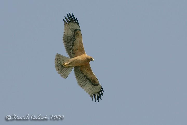 Accipitridae Aquila di Bonelli Distribuzione: rara, localizzata nell area mediterranea.