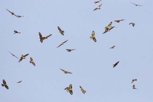 Il Falco pecchiaiolo ha la testa più