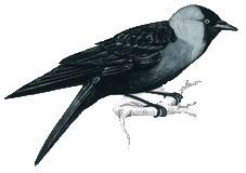 Taccola Corvidae (Corvus monedula Linnaeus, 1758)
