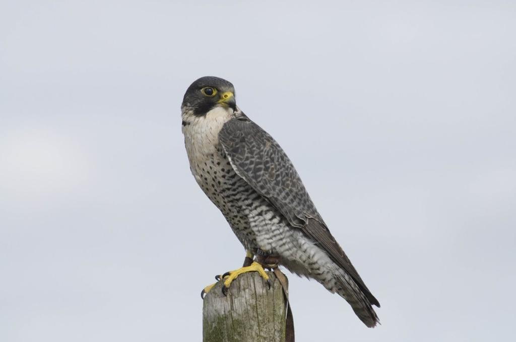 Falconidae Grandi falchi Falco pellegrino Distribuzione: